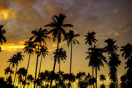 有金色天空的棕榈树图片