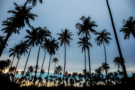 黄昏时棕榈树图片