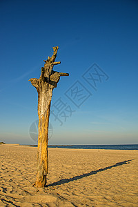 潜浮波兰波罗的海孤单海滩 乌斯特卡 孤独 浮木 蓝色的背景