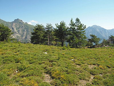 在大松树 绿灌木和蓝天空背景的上的高山绿色草地景象图片