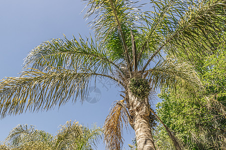 南非开普敦棕榈树的冠状树 蓝色的 假期 叶子 树干高清图片