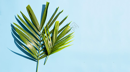 蓝底热带棕榈树叶 享受暑假co 夏天 天 海浪图片