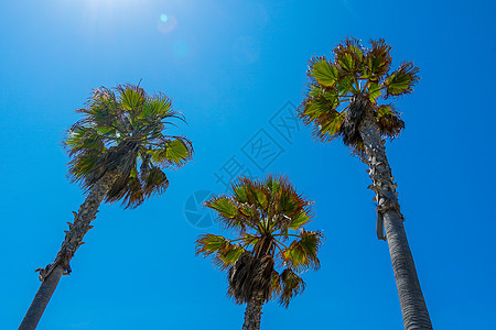 棕榈树和蓝天的棕榈树 夏季自然场景 棕榈树绿枝热带生态概念 植物 春天图片