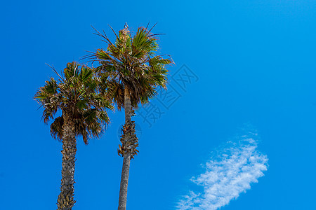棕榈树和蓝天的棕榈树 夏季自然场景 棕榈树绿枝热带生态概念 植物 海洋图片