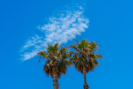 棕榈树和蓝天的棕榈树 夏季自然场景 棕榈树绿枝热带生态概念 斯 椰子图片