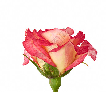 粉红黄花朵玫瑰 白底孤立 绿色的 情人节 周年纪念日图片