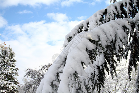 冬季暴雪之后的树木 山 冰冷的 寒冷的 雪花 天 假期图片