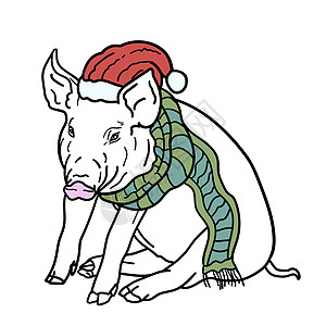 克里斯马卡 猪戴圣诞老人的红帽子和绿围巾高清图片