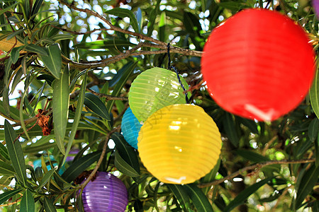 挂在树上的彩色圆灯笼 节日 枝形吊灯 派对 闪耀图片