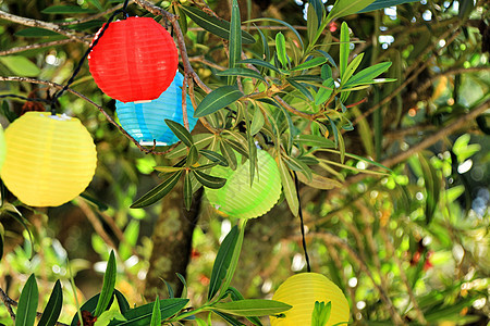 挂在树上的彩色圆灯笼 传统 纸 节日 美丽的 繁荣背景图片