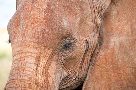 红象的面孔紧紧靠近 公园 动物 大草原 东察沃 老的背景图片