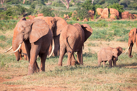 在经过肯尼亚的途中 一大批红象组成的大家族 团体 户外背景图片