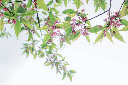 白底樱花开花图片