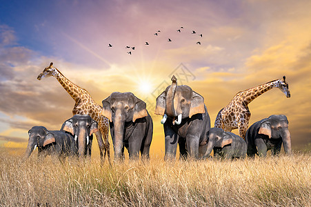 大群非洲野生动物 野生动物保护理念 草 有趣的图片