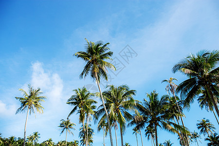 椰子树海滩椰子树在天空 海岸线 农场 海岸 泰国 海滩 夏天背景