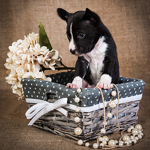 巴森吉小狗 坐在篮子里放着鲜花图片