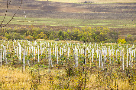 格鲁吉亚卡赫蒂 Kakheti 的葡萄树和葡萄酒园 传统 下降时间图片