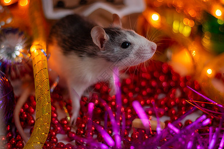 圣诞金属丝中的一只小银老鼠 圣诞玩具位于动物旁边 星座的概念图片