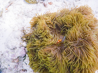 海上乌云海葵 水晶海 小鱼 水上别墅 海底 翡翠海 计算机图像 背景效果背景