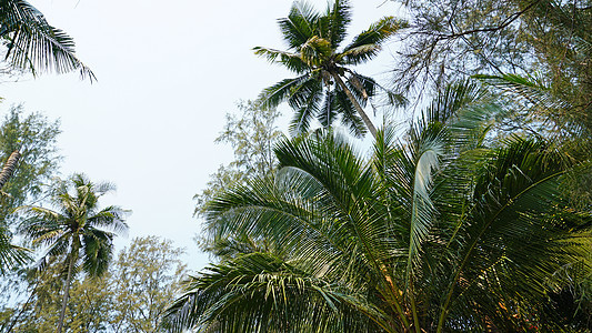 海滩上有椰子的绿棕榈树 自然 美丽的 抬头 太阳图片