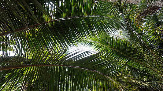 海滩上有椰子的绿棕榈树 叶子 阳光 岛 异国情调 自然图片
