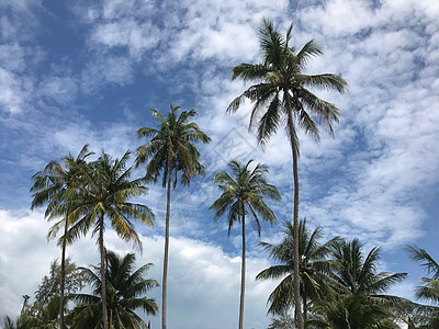 珠江帝景泰国高昌的棕榈树背景