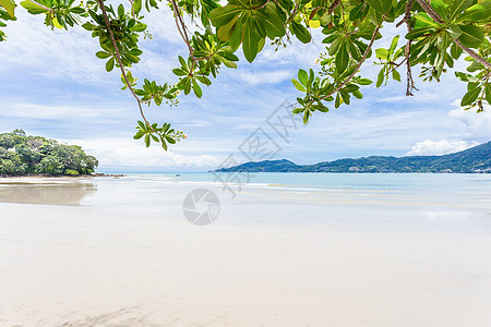 夏季热带沙滩上美丽的树叶布林树 假期 普吉岛 海岸图片