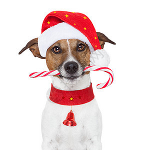 圣诞狗 可爱的 杰克罗素 宠物 幽默 帽 喜悦 有趣的 礼物 帽子图片