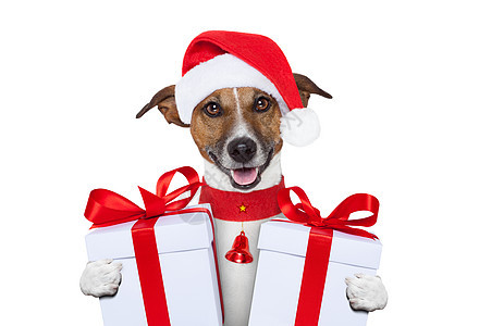 圣诞狗 幽默 漂亮的 帽 冬天 戏服 假期 杰克罗素 婴儿 传统图片
