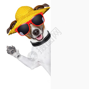 夏季狗横幅 有趣的 标语牌 展示 控制板 夏天 支撑 杰克罗素图片