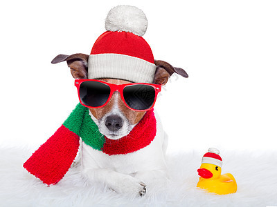 圣诞狗 帽子 圣诞节 钟 小狗 塑料 寒冷的 幽默 鸭子图片