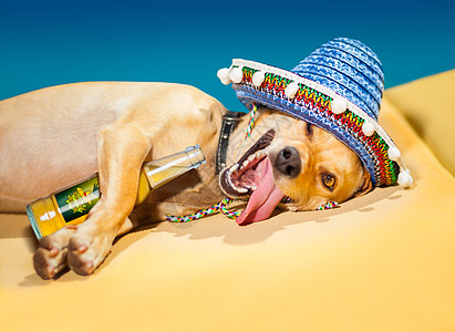 醉酒的墨西哥狗 牛仔 午休 西方 假期 嘉年华 啤酒图片