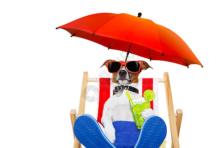 狗狗海滩鸡尾酒 阴影 太阳 热带 旅行 横幅 太阳镜图片