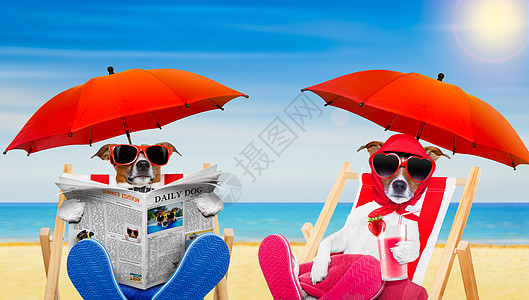 在海滩上相爱的一对有趣的狗狗图片