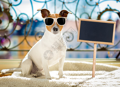 夏季狗阳台 游客 家 标语牌 有趣的 杰克罗素 闲暇 幽默 假期图片