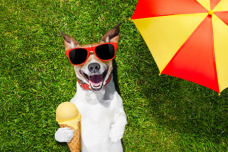 雨伞下带冰淇淋的狗狗图片