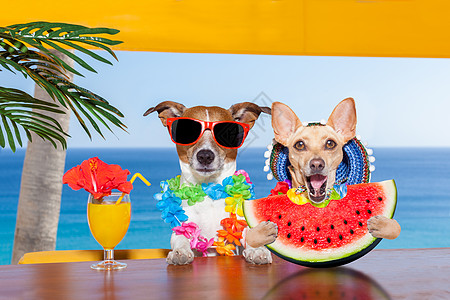 狗在沙滩和西瓜 动物 庆典 舌头 帽子 鸡尾酒 墨西哥图片