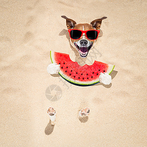 狗在沙滩和西瓜 放松 闲暇 好吃 运动 茶点 乐趣图片