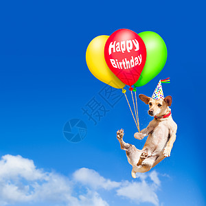 生日派对在气球上挂着狗 在空气中的气球图片
