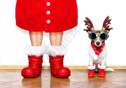 圣诞圣圣卡萨斯狗 圣诞节 喜悦 季节 快乐的 除夕图片