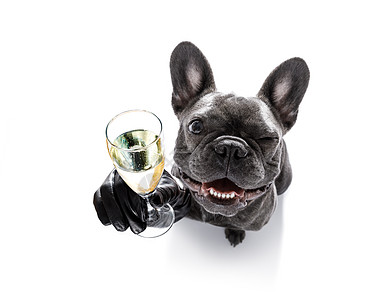 快乐的新年狗圈 夜生活 庆典 横幅 前夕 饮料 香槟酒 周年纪念日图片