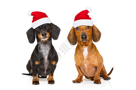 圣诞节假期的几条狗 朋友 腊肠犬 有趣的 除夕 帽子图片