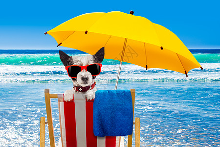 在沙滩椅上放松的狗狗 假期 吊床 午休 洗剂 太阳镜图片