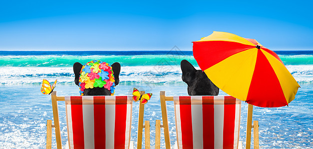 在沙滩椅上放松的狗狗 晴天 友谊 享受 夏天 清爽图片