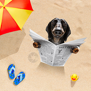 海滩上的狗狗看报纸 晒黑 游客 有趣的 夏天 太阳镜图片