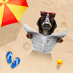海滩上的狗狗看报纸 有趣的 放松 乐趣 晒黑 掩埋 清爽图片