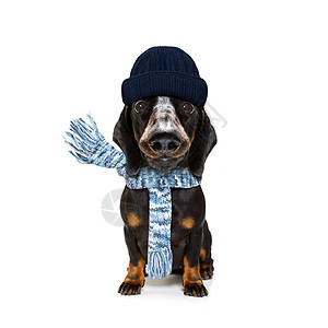 带羊毛围巾和帽子的冷冻狗 冻结 宠物 有趣的 针织图片