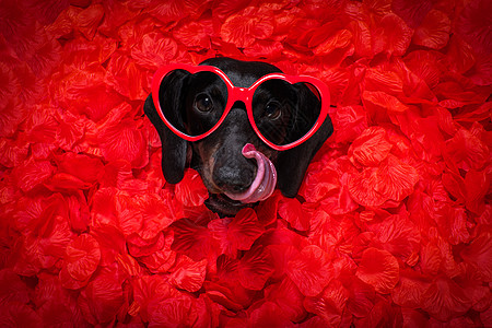 情人节的结婚狗相爱 嘴 宠物 相思 浪漫 礼物 二月图片