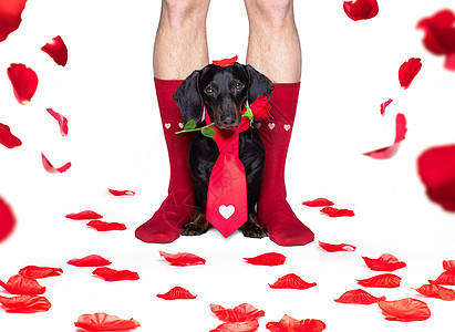 情人节的结婚狗相爱 心 相思 假期 二月 浪漫 花的图片