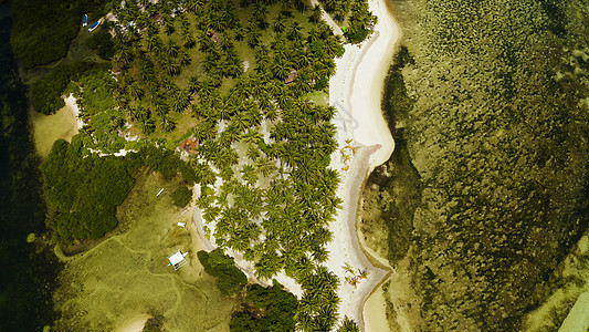 有棕榈树的热带海滩 空中风景 旅行 夏天 自然图片